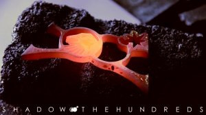 The Shadow Conspiracy X The Hundreds Collection