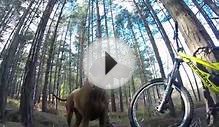 Amber the downhill mountain bike dog chasing bikes! GoPro HD