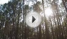 Downhill mountain biking MTB Video (*HD*)
